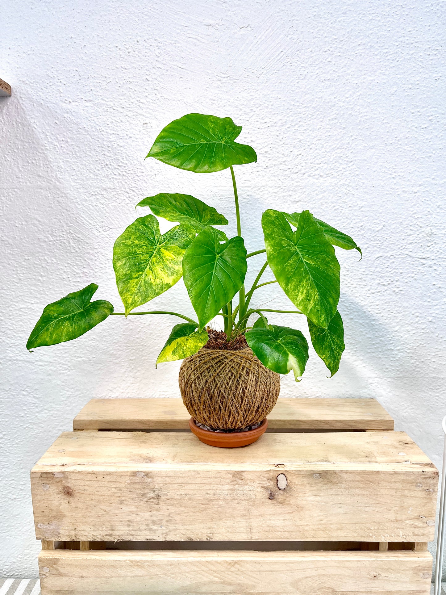 Alocasia Variegated Kokedama