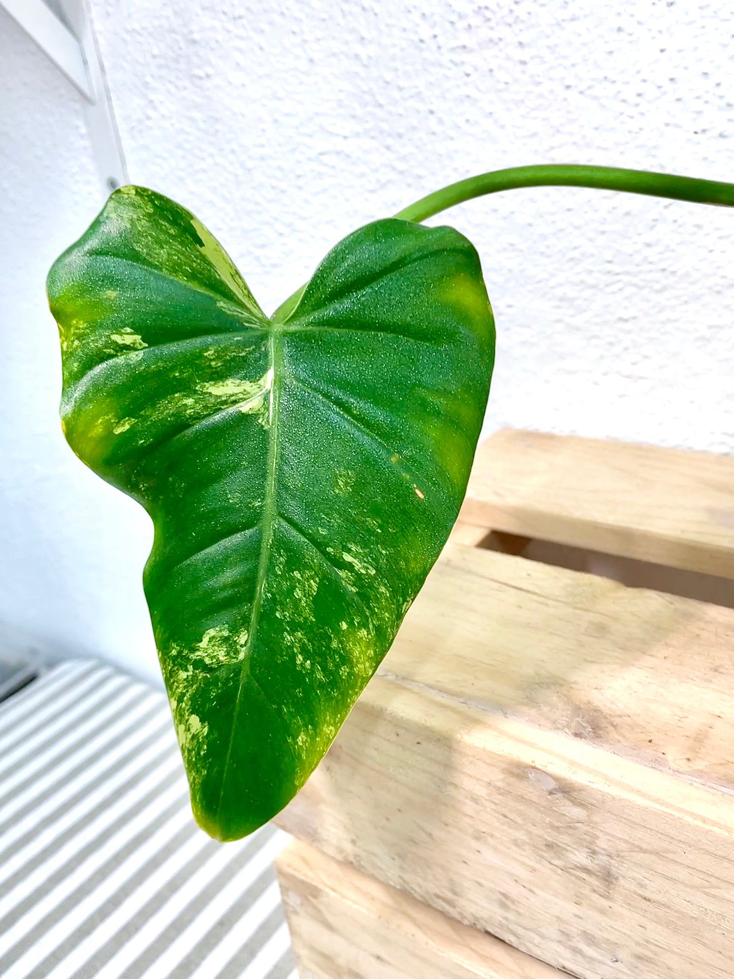 Variegated Philodendron Kokedama