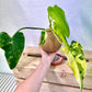 Variegated Philodendron Kokedama