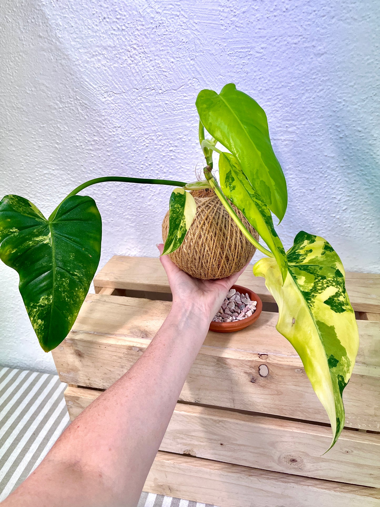 Variegated Philodendron Kokedama