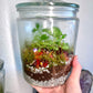 Rainforest Terrarium Jar - Rustic Mix Crystals