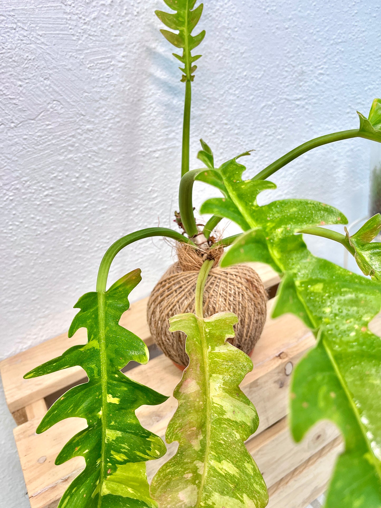 Ring Of Fire Kokedama