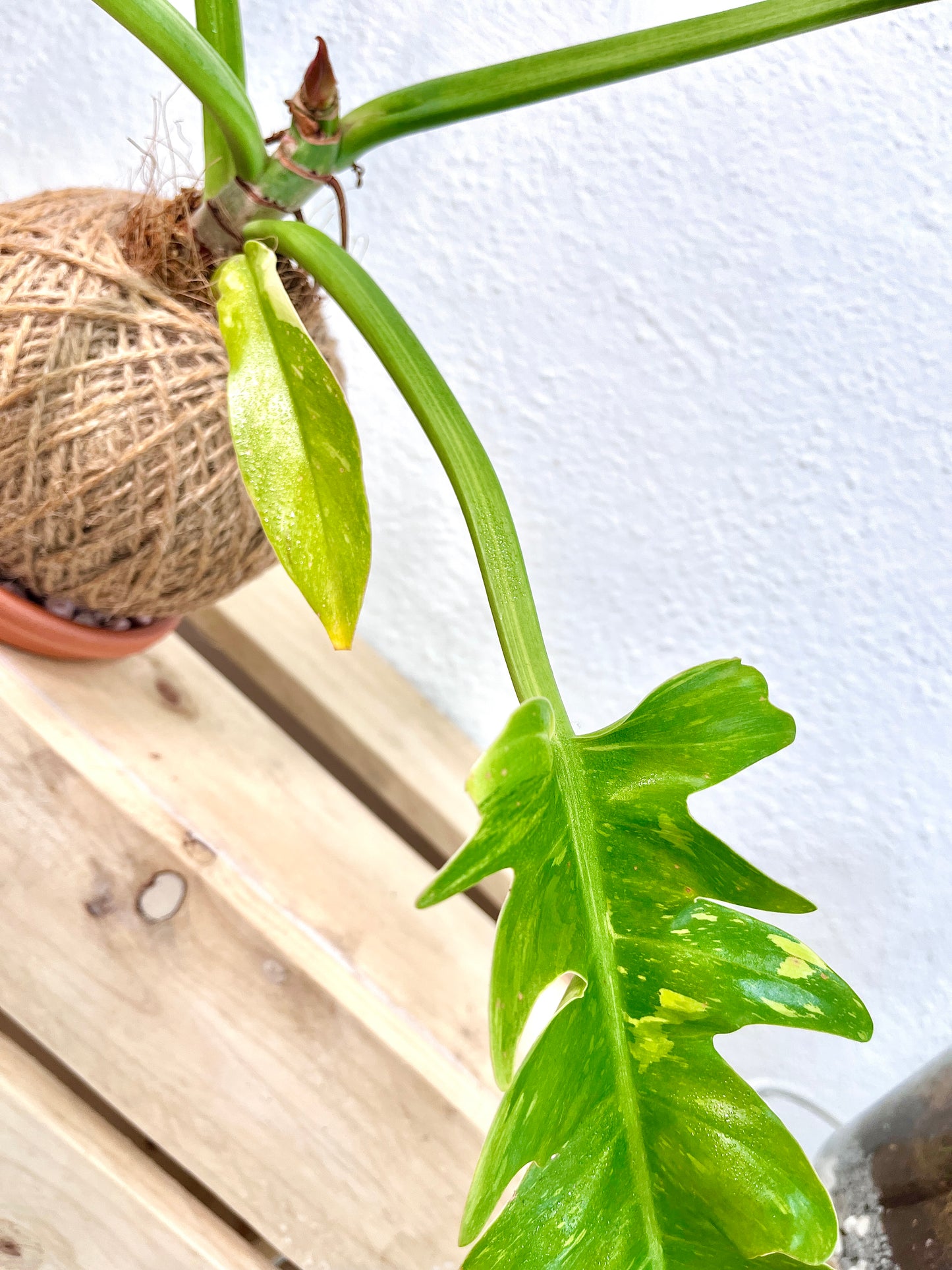 Ring Of Fire Kokedama