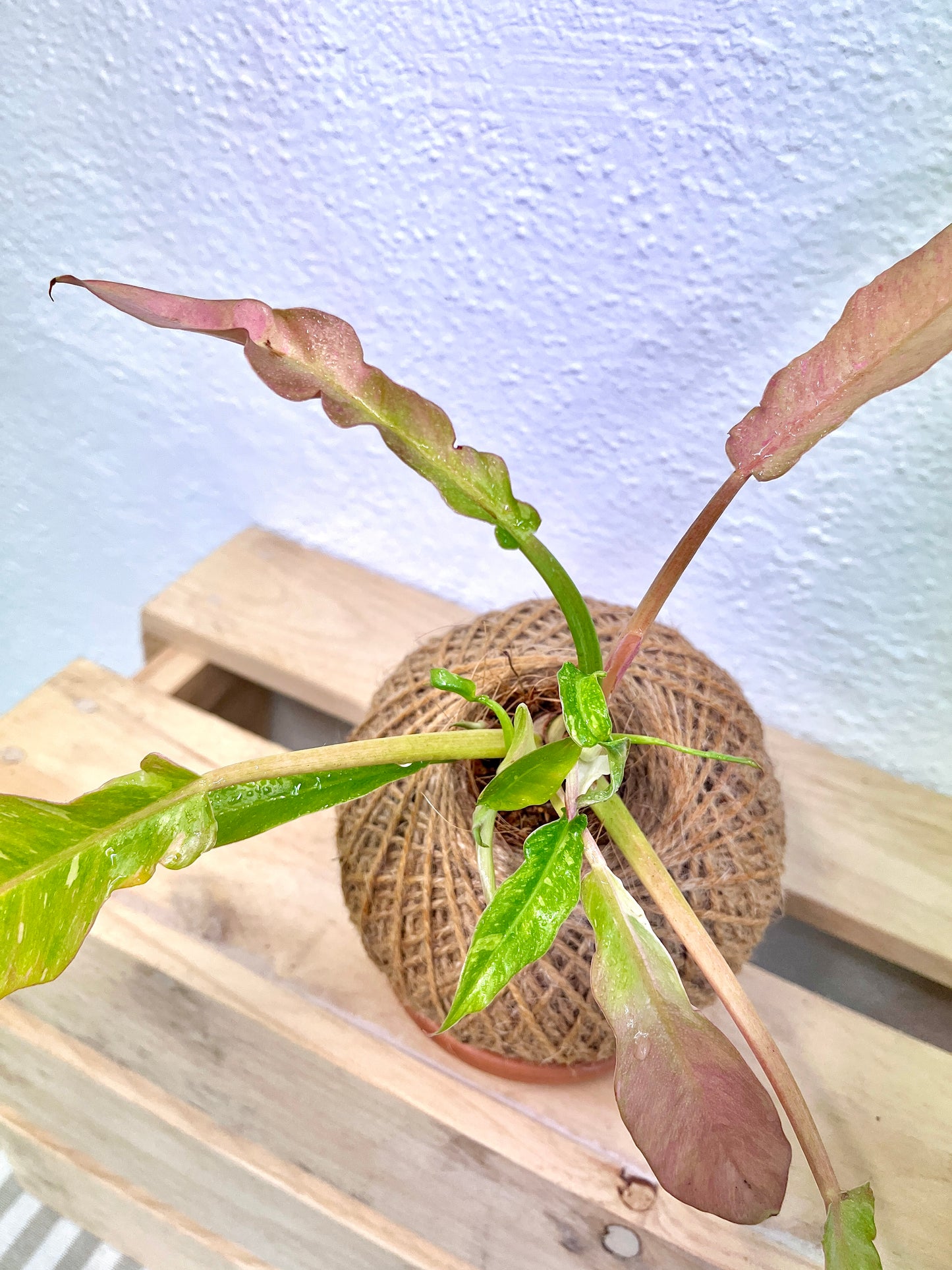 Ring Of Fire Kokedama