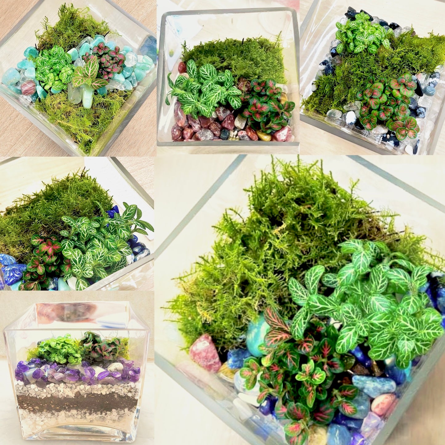 DIY Terrarium Kit Rainforest Cube