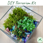 DIY Terrarium Kit Rainforest Cube