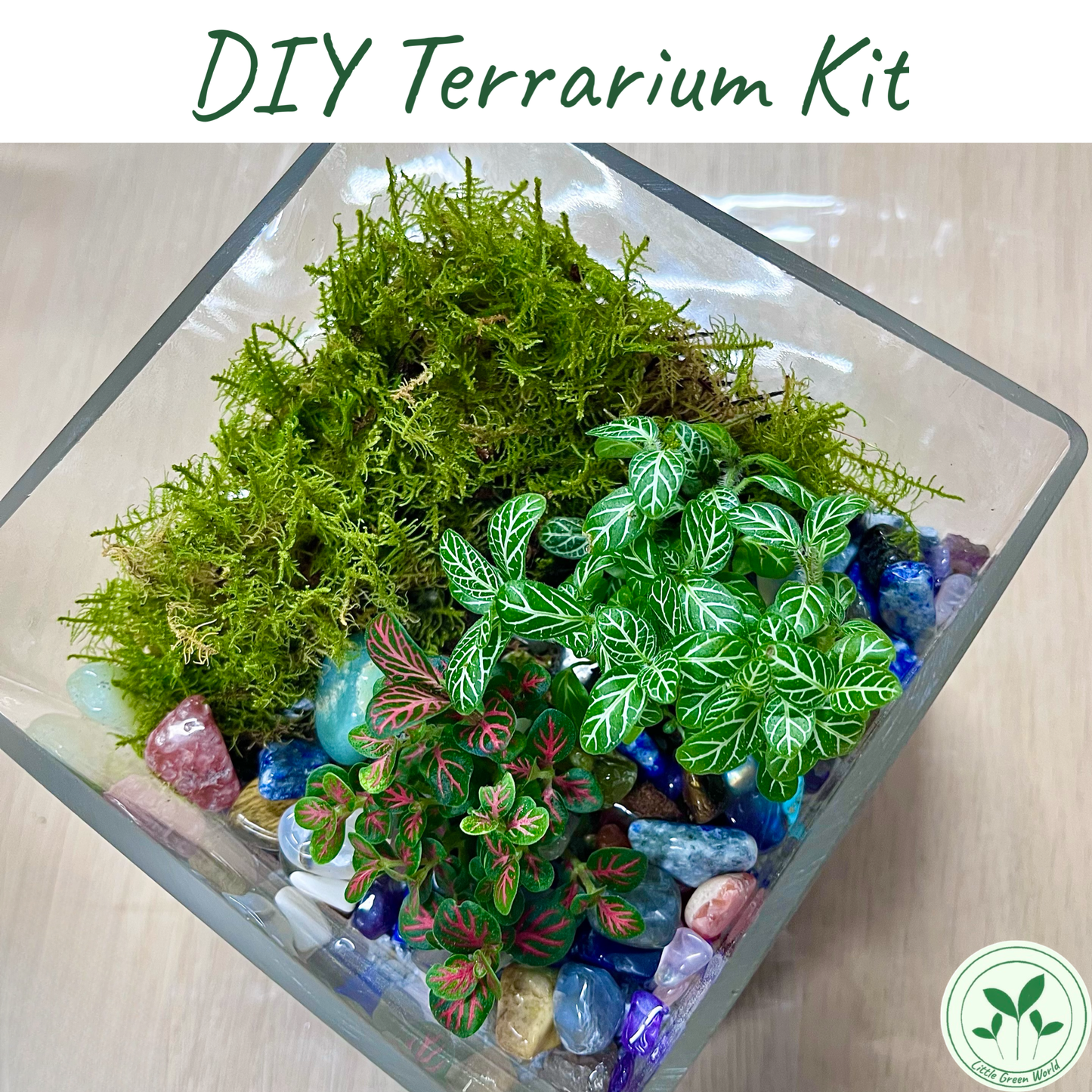 DIY Terrarium Kit Rainforest Cube