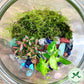 Rainforest Terrarium Jar - Rainbow Crystal Mix