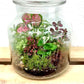 Forest Garden Terrarium